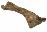 Fossil Hadrosaur (Brachylophosaurus) Articulated Limb - Montana #113082-2